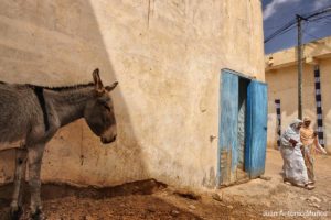 Burro en Mauritania