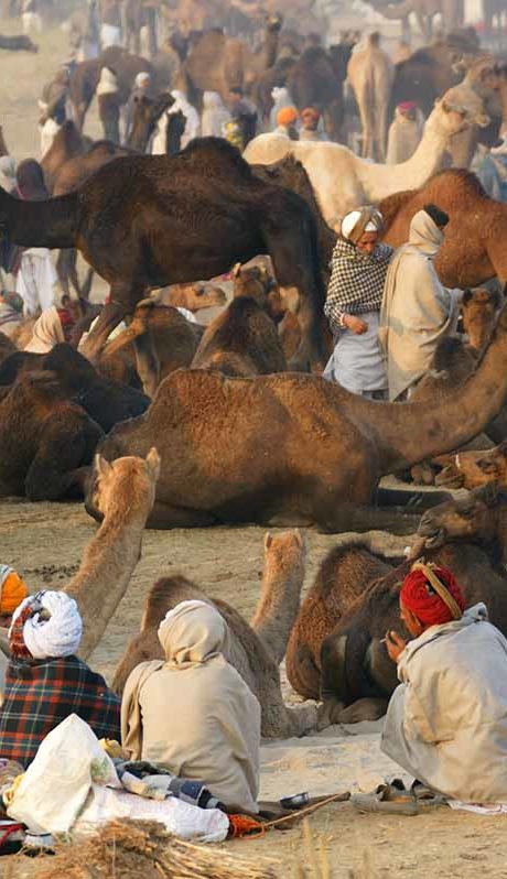 Pushkar Camel Fair India