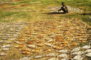 Secando pescado Kenia