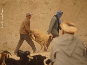 Comprando ovejas en Imilchil Marruecos