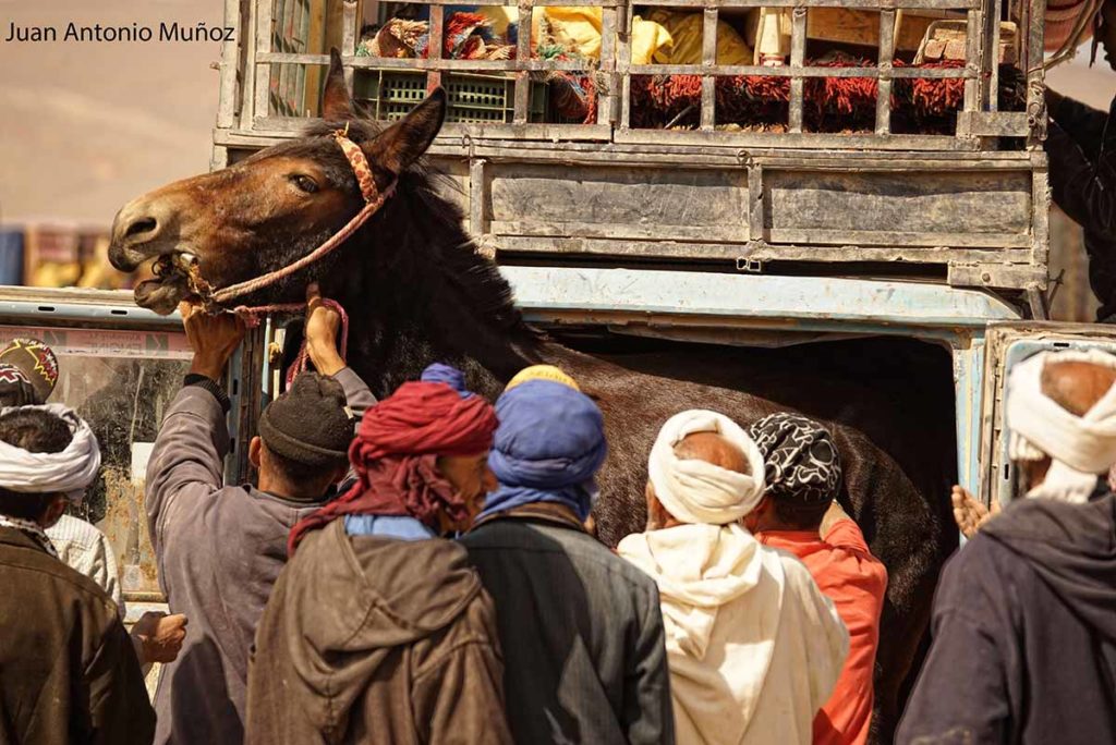 Cargando la mula Marruecos
