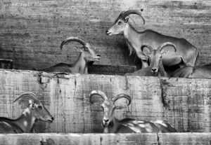 Cabras zoo Madrid