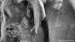 Ojo elefante zoo Madrid