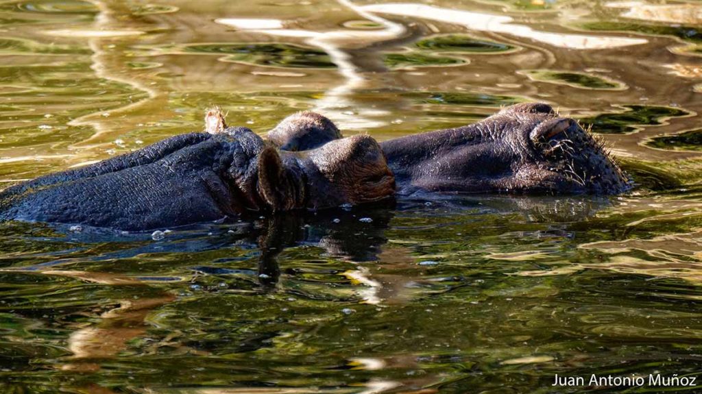 Hipopotamo zoo Madrid