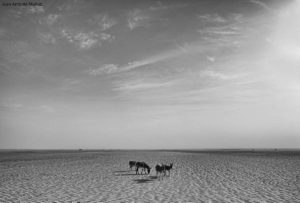 Burros del desierto. Mauritania