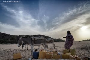 Burros en el pozo. Mauritania