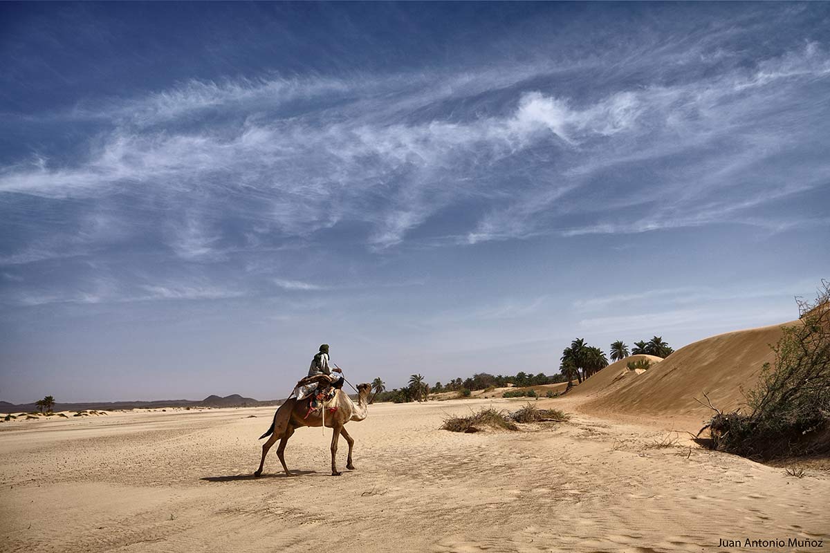 Camellero solitario. Mauritania