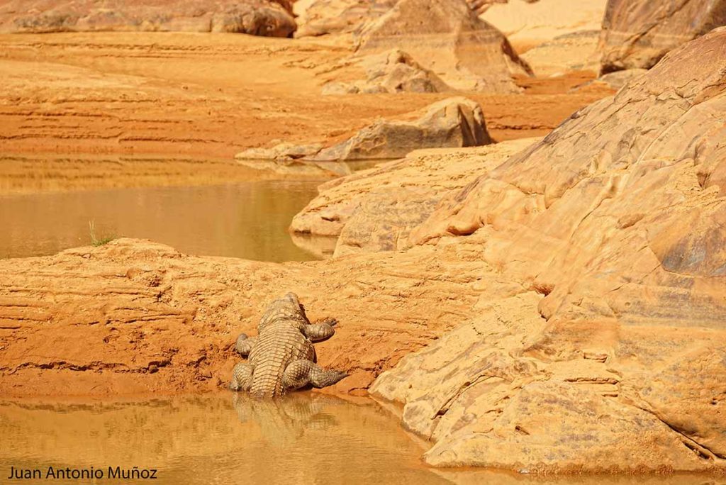 Cocodrilo al sol. Mauritania