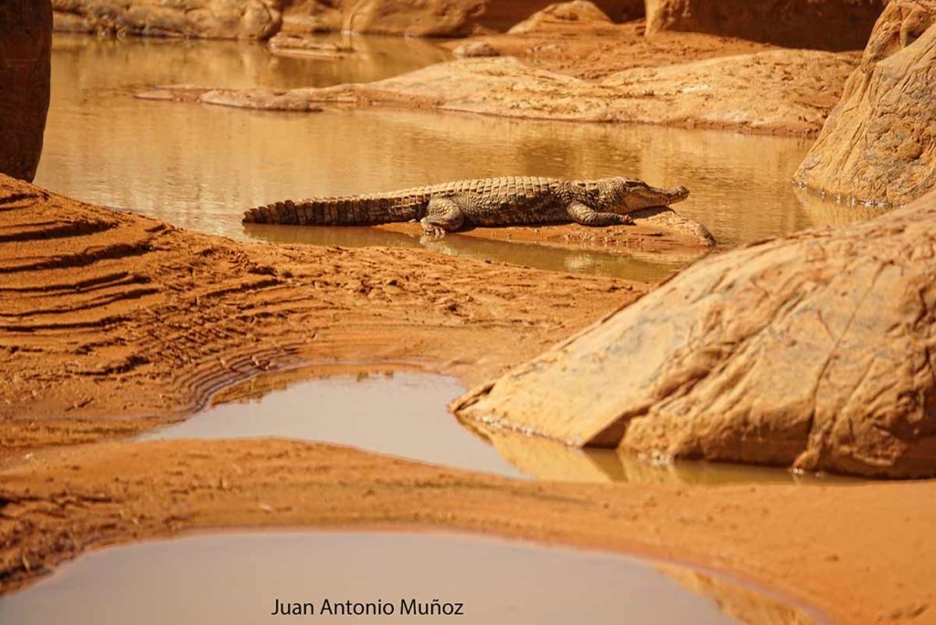 Cocodrilo en el desierto. Mauritania