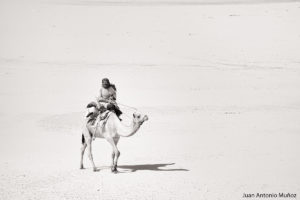 Camello en la inmensidad. Mauritania