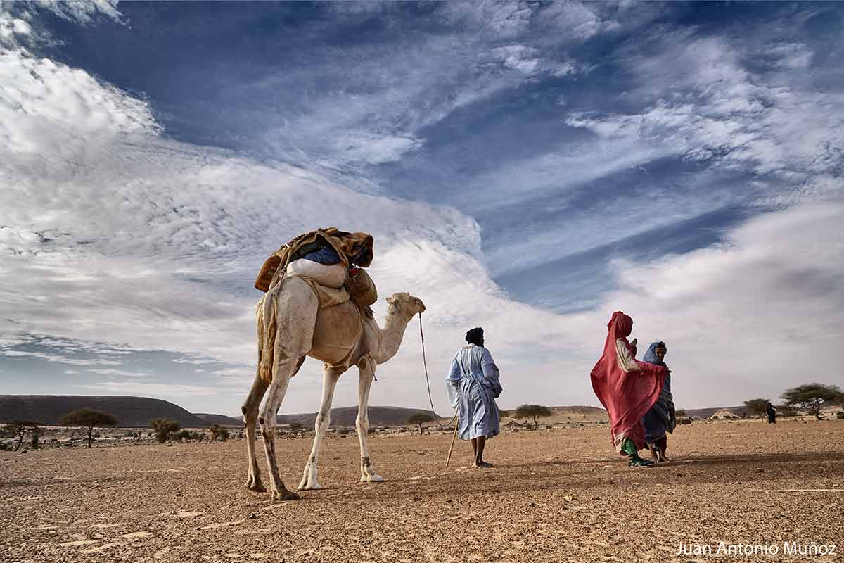Camellero en Adrar. Mauritania