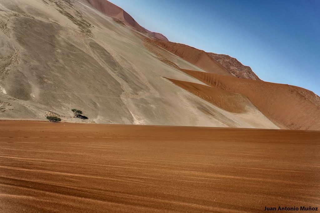 Árbol entre dunas. Namibia