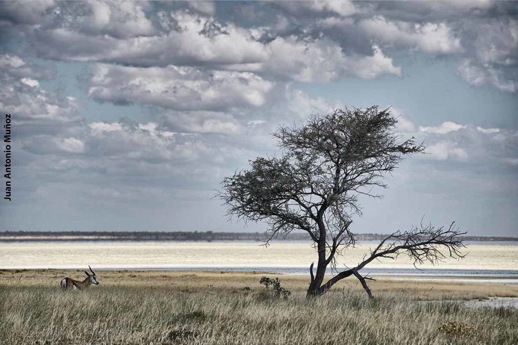 Gacela en Etosha. Namibia