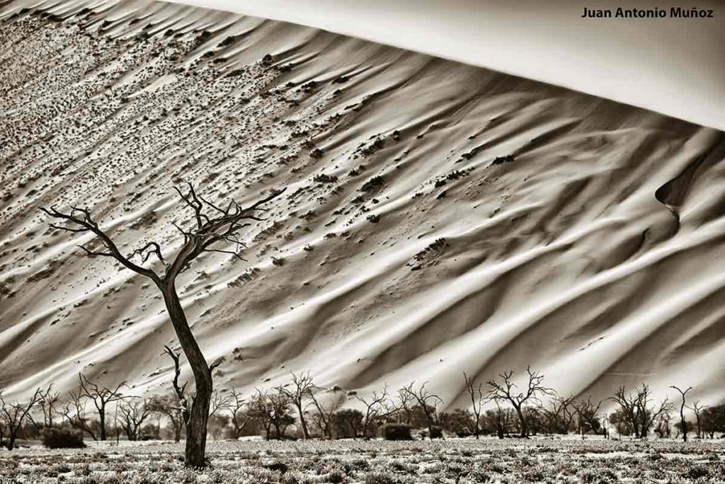 Escultura arbórea. Namibia