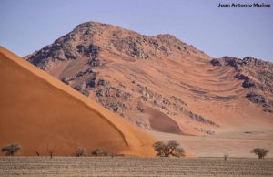 Árbol en duna 45. Namibia