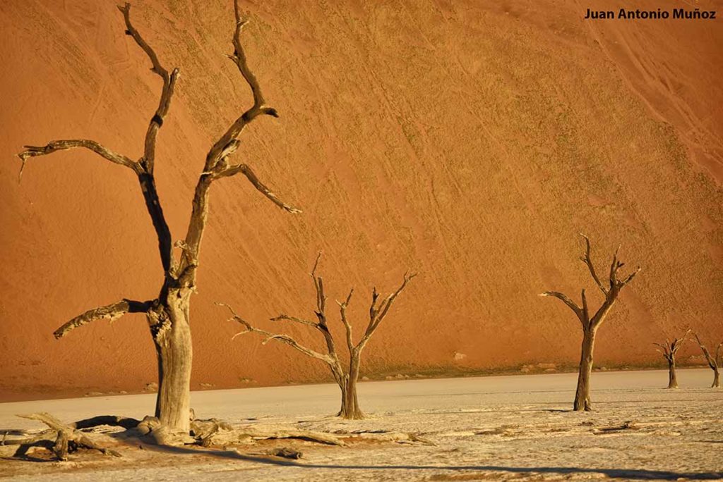 Esqueletos petrificados. Namibia