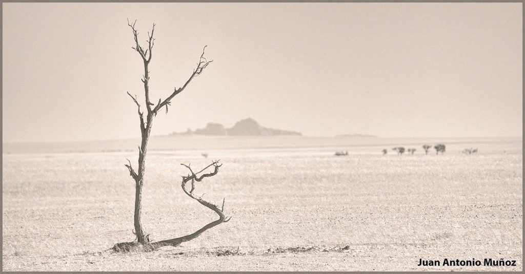 Árbol solitario. Namibia