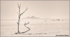 Árbol solitario. Namibia