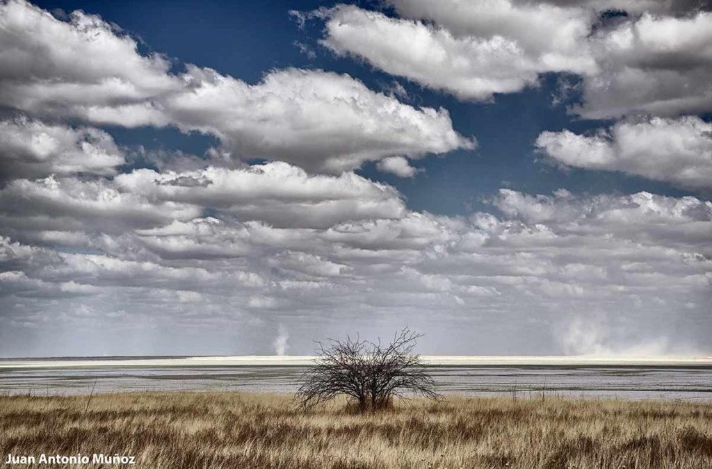 Etosha plain. Namibia