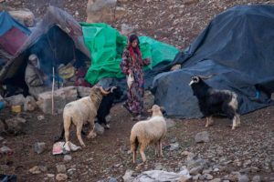 Los corderos y el nómada. Marruecos