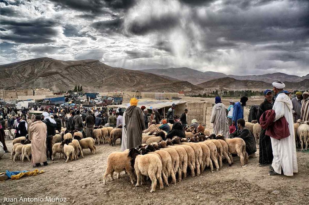 Mercado de ovejas. Marruecos
