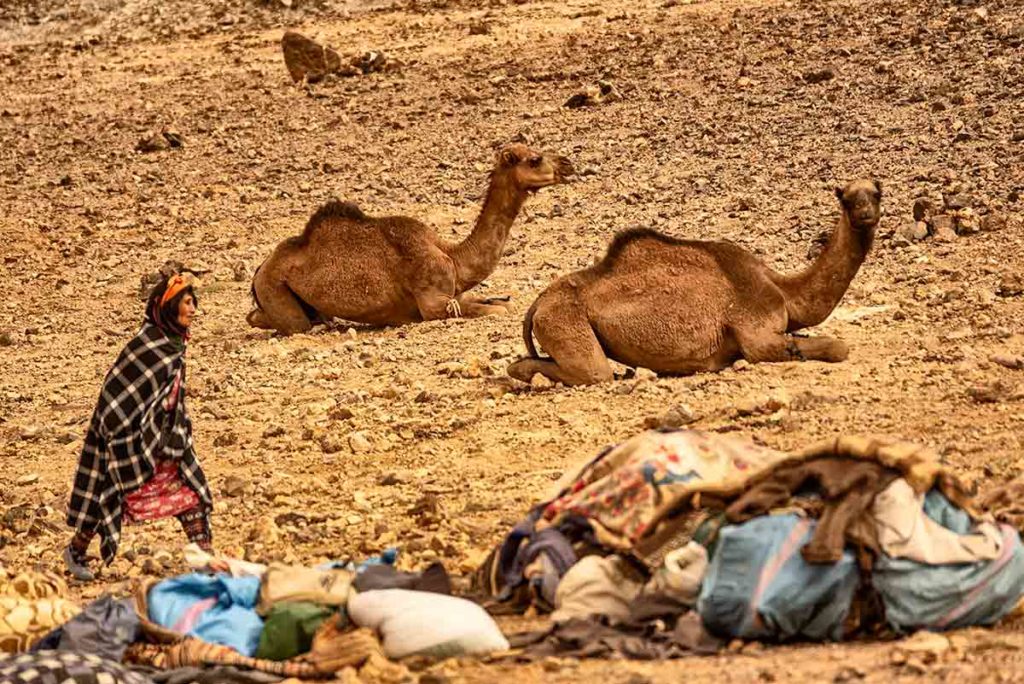 Bereber y los camellos. Marruecos
