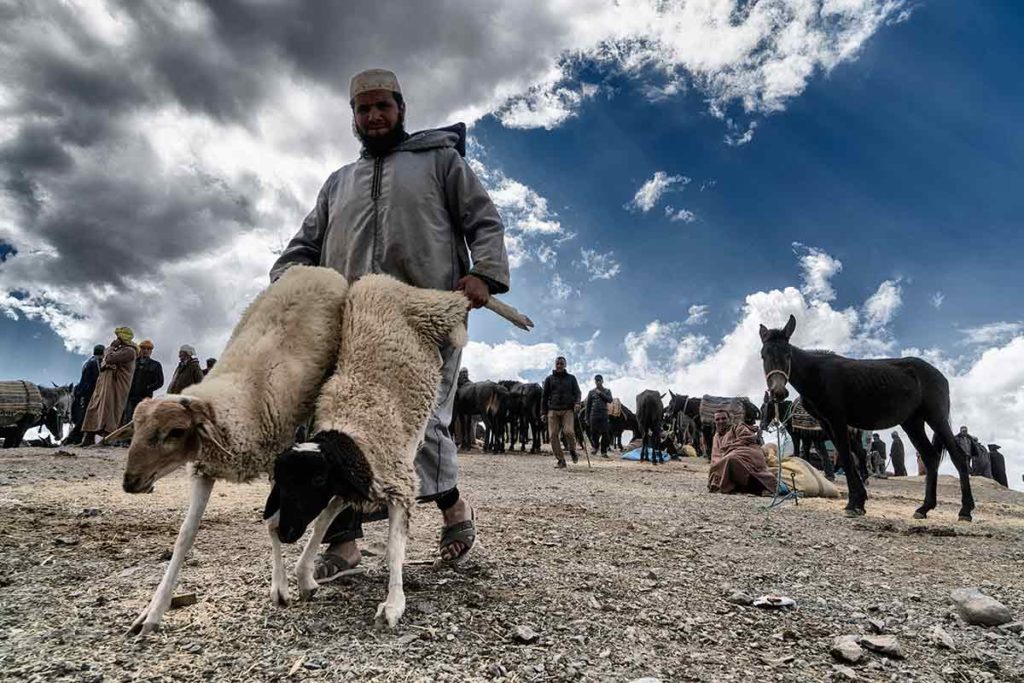 Llevando las ovejas. Marruecos