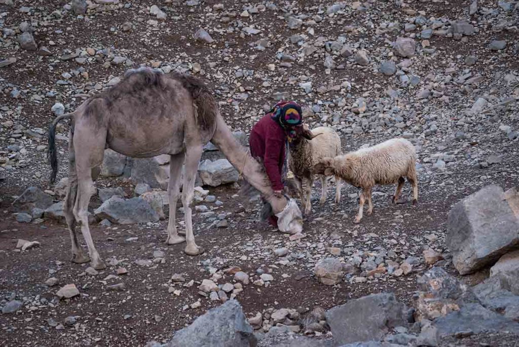 Alimentando al dromedario. Marruecos