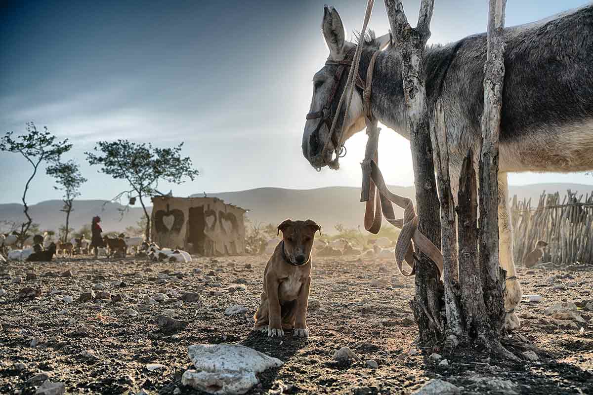 Burro y perro. Namibia