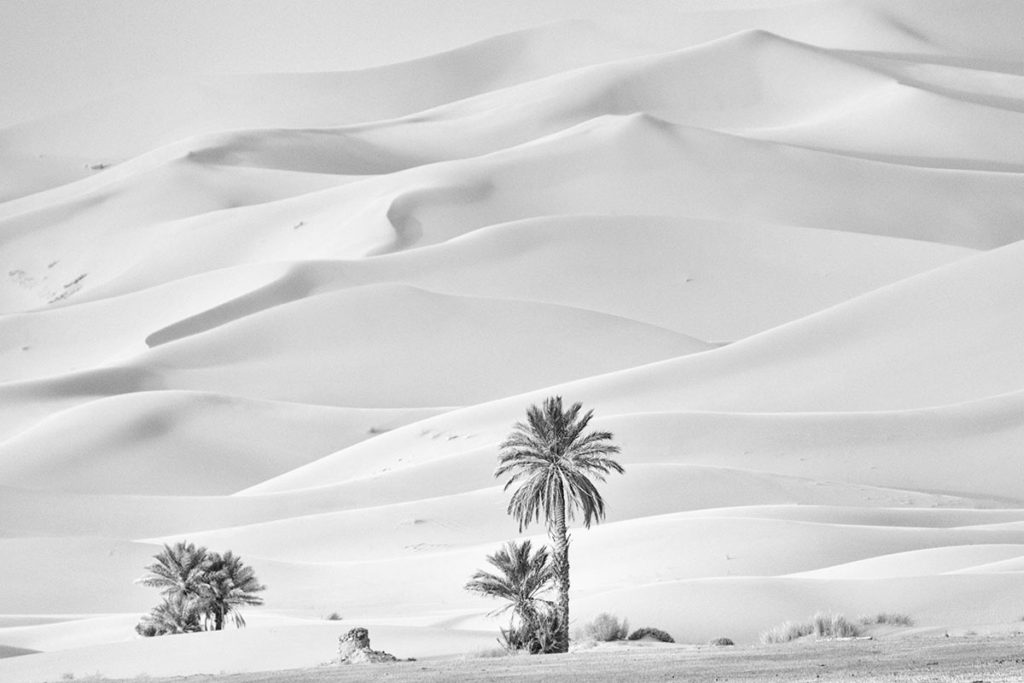 Palmeras y dunas. Marruecos