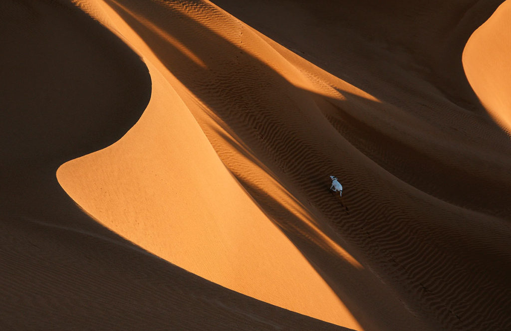 Perro en dunas. Marruecos