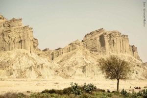 Camellos en desierto. Irán