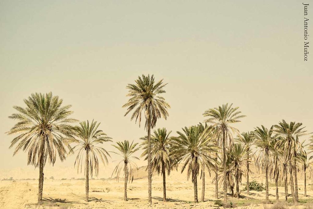 Palmeras desierto Irán