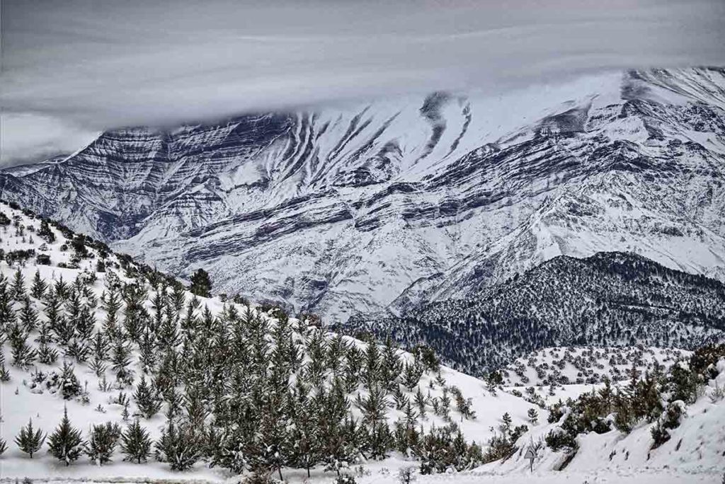 Pinos y nieve Atlas. Marruecos