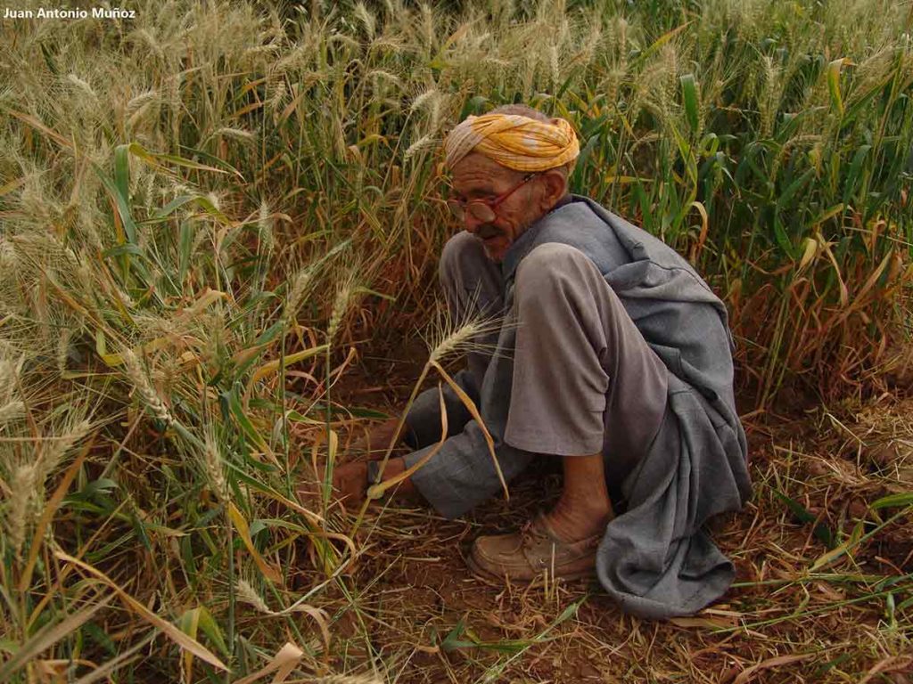 Señor trabajando campo. Marruecos