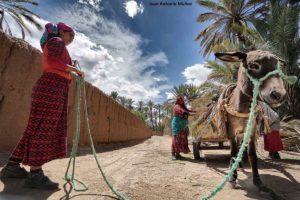 Cargando carro en Hara. Marruecos
