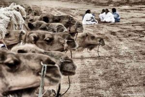 Sentados junto camellos. Marruecos