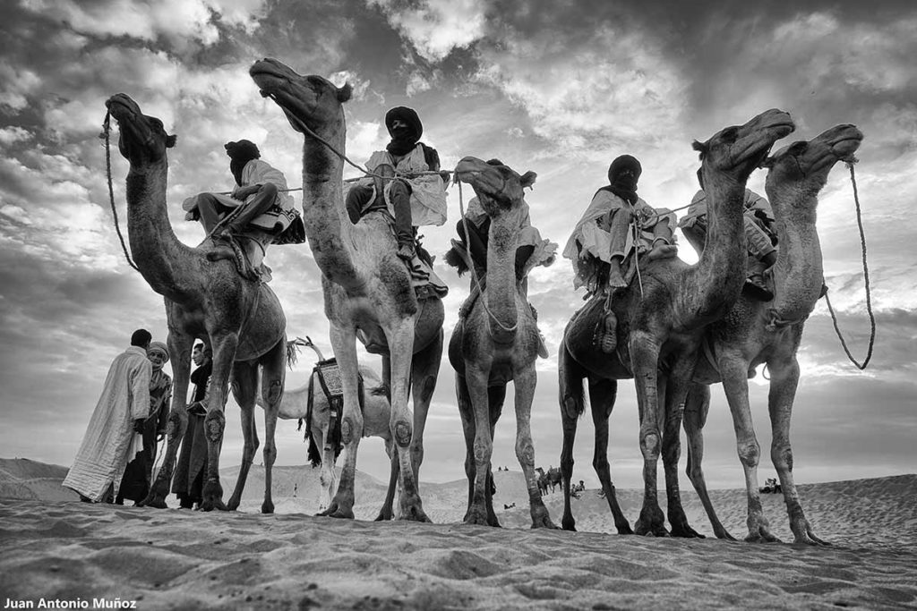 Grupo de camelleros montados. Marruecos