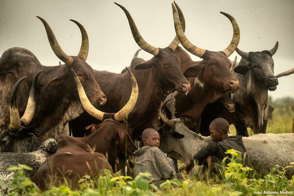 Niños con vacas cuernos. Chad