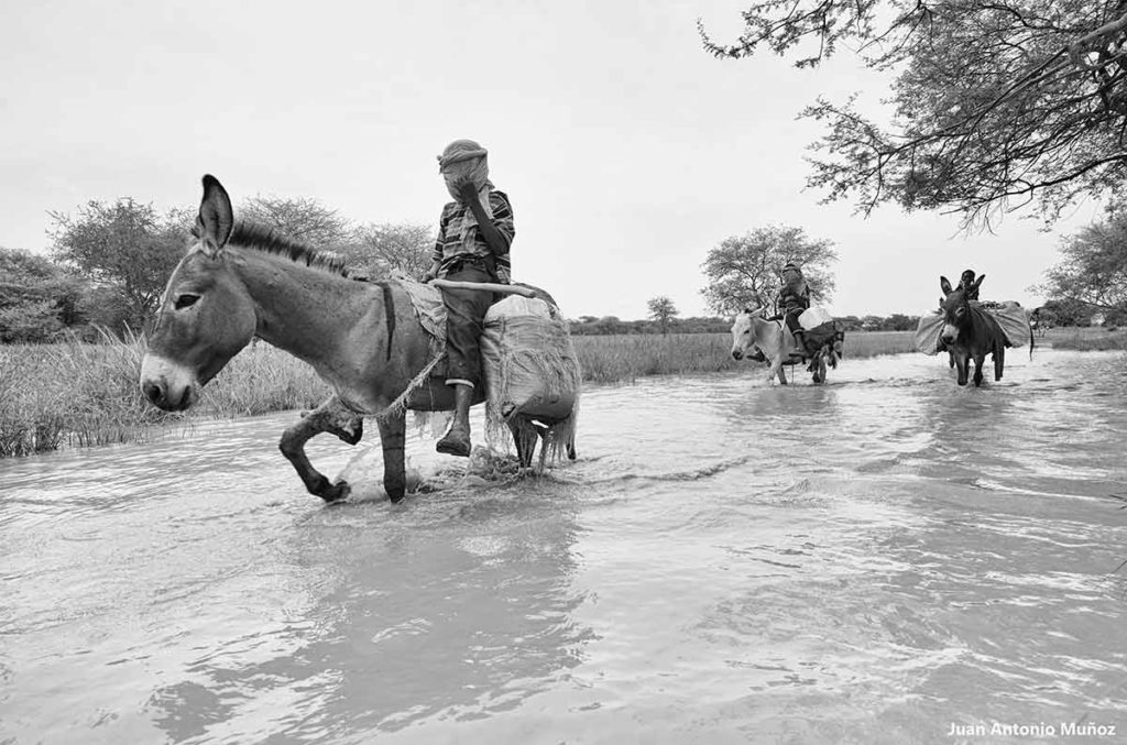 Burros en agua. Chad