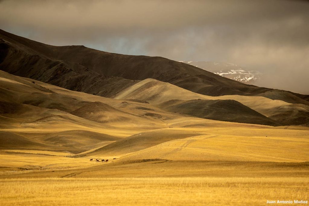 Luces, sombras, caballos. Mongolia