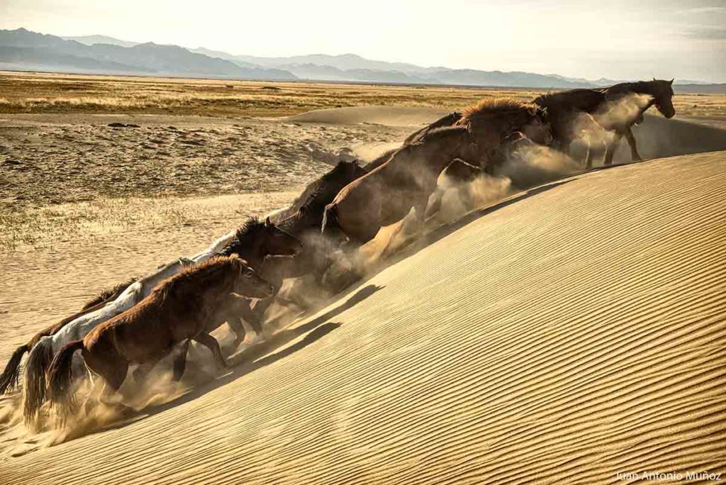 Caballos dunas. Mongolia