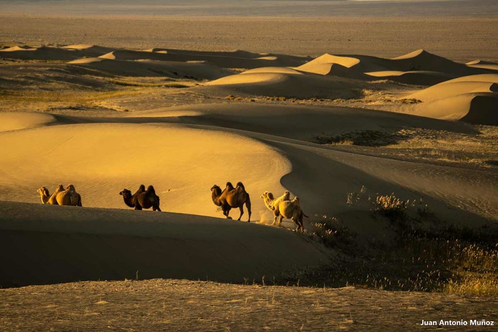 Camellos Gobi. Mongolia