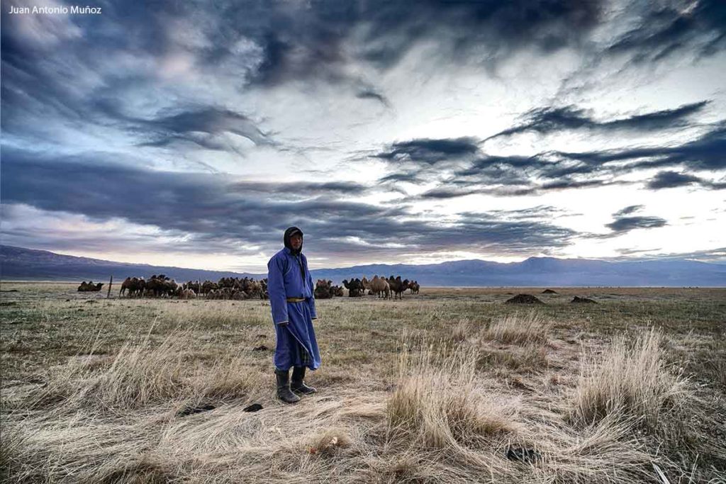 Camellero y paja. Mongolia