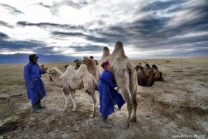 Ordeñando camellos. Mongolia
