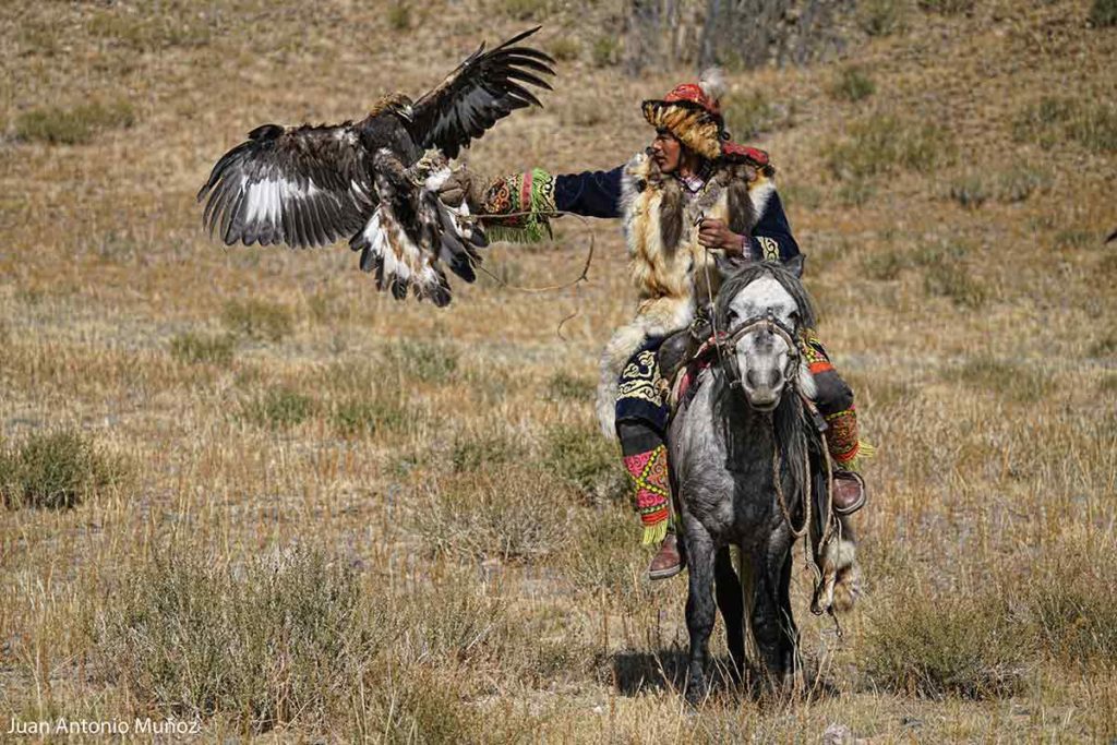 Llegando águila. Mongolia