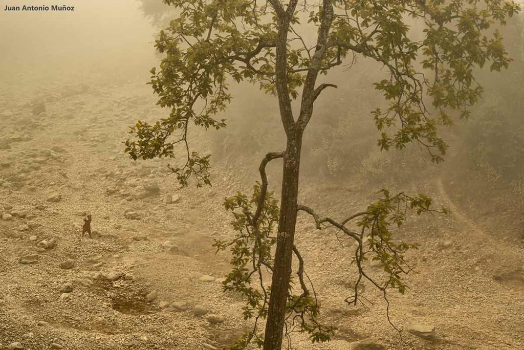 Bosque en niebla. Nepal