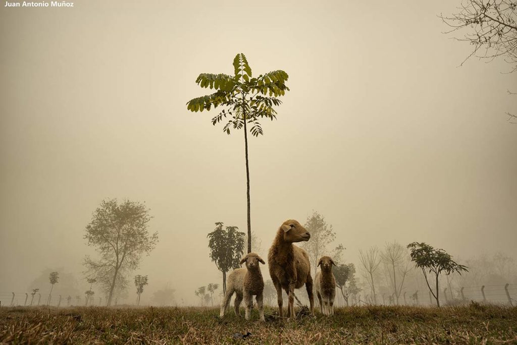 Ovejas en niebla. Nepal