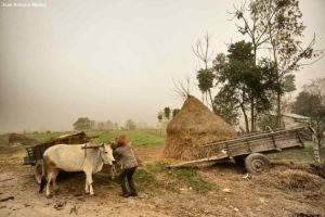 Bueyes en niebla. Nepal