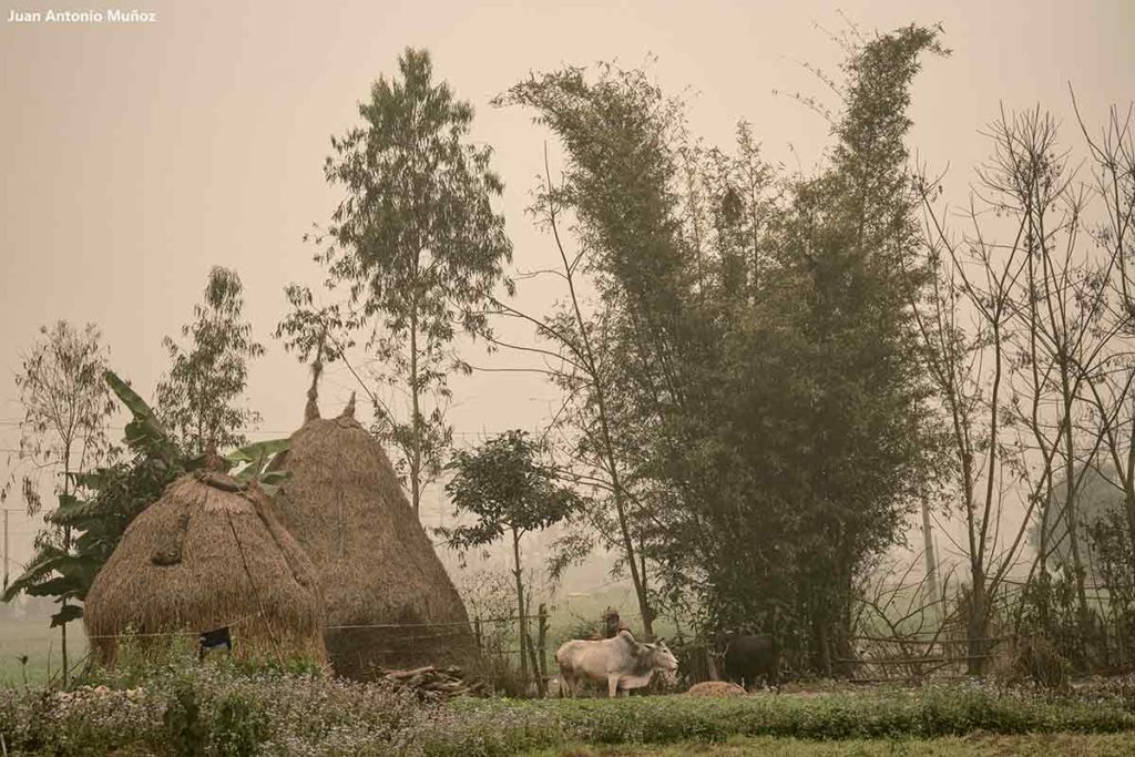 Cabaña en niebla. Nepal